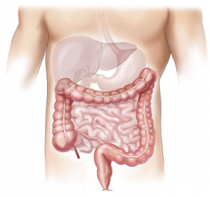 graphic of human abdomen & intestines 